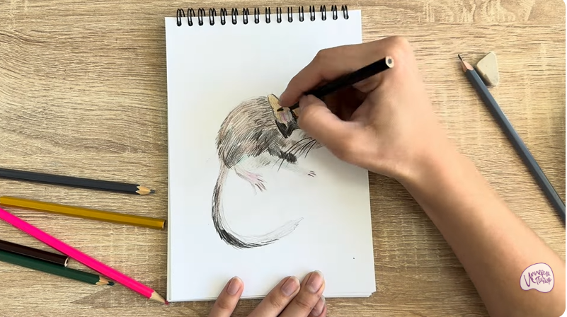 Рисуем Садовая соня