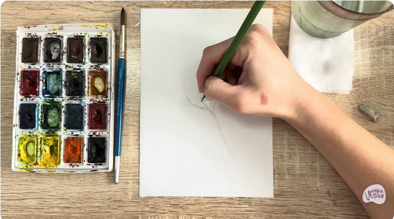 Рисуем Чина луговая