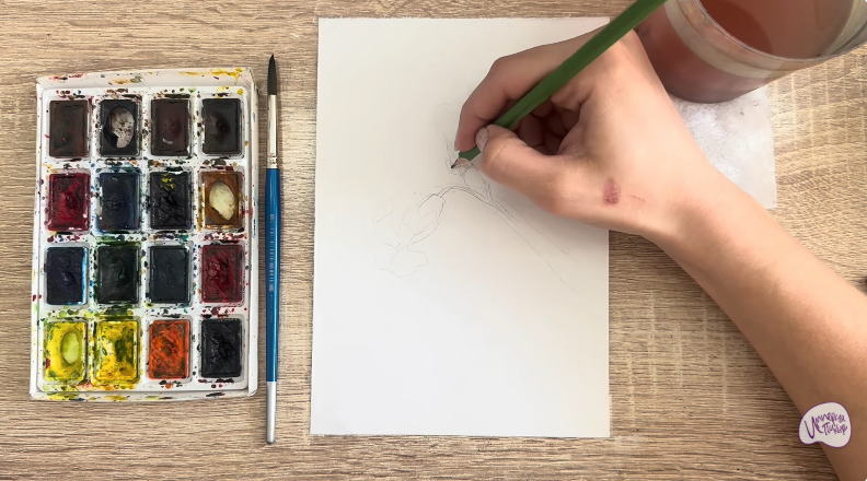 Рисуем Розовая смолёвка