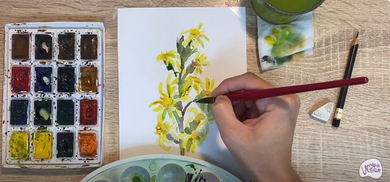 Рисуем Бузульник сибирский