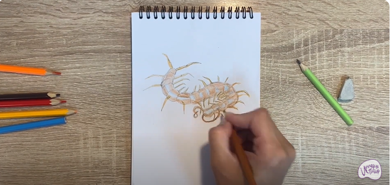 Рисуем Сороконожка