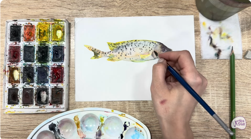 Рисуем Чернокрапчатый ворчун