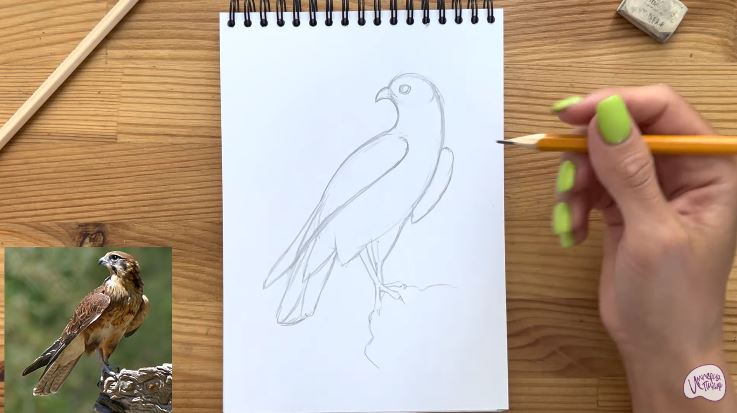 Рисуем Сокол