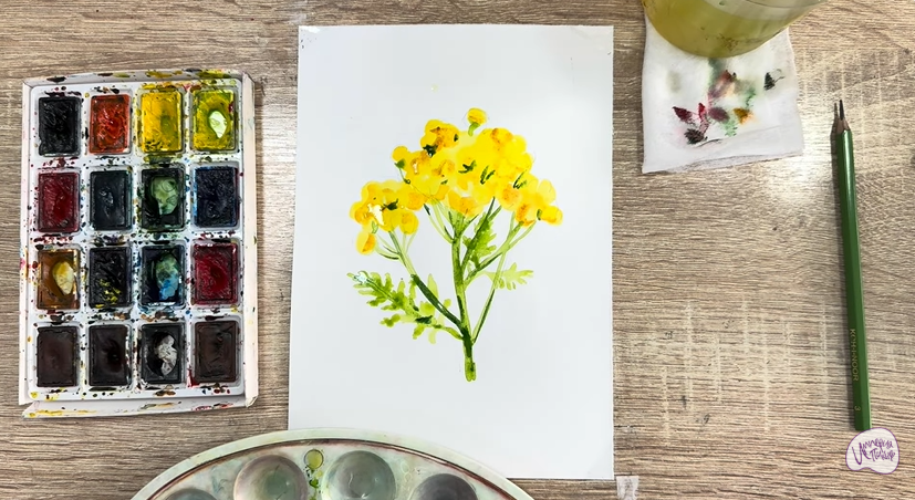 Рисуем Пижма