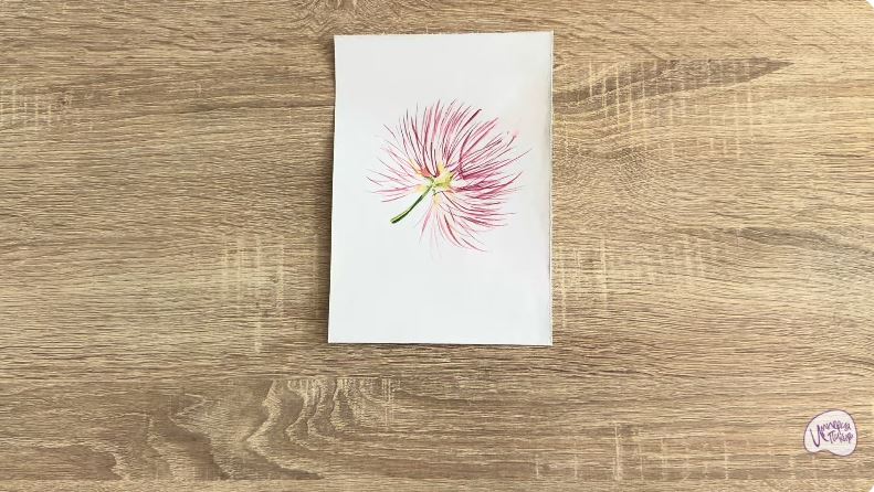 Рисуем Альбиция Рисуем Альбиция