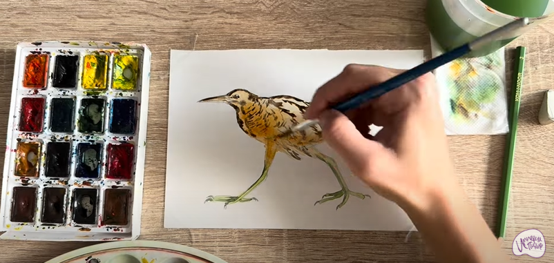 Рисуем Выпь Рисуем Выпь