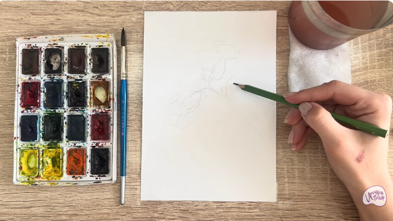 Рисуем Розовая смолёвка