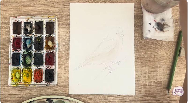 Рисуем Обыкновенная чечётка