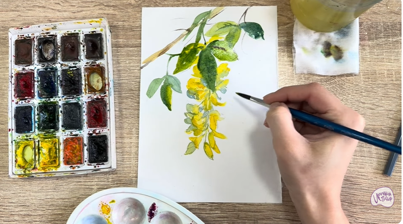 Рисуем Ветка бобовника