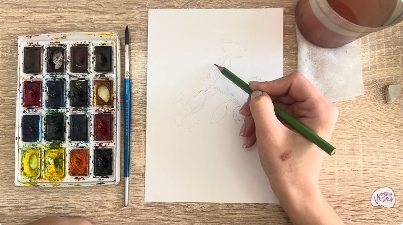 Рисуем Розовая смолёвка