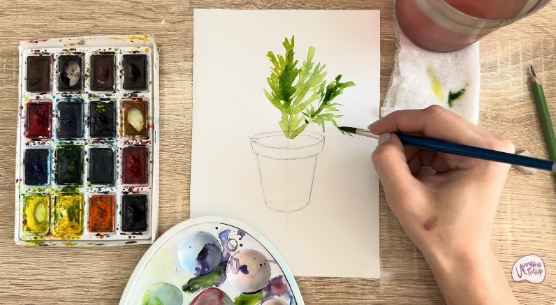 Рисуем Криптомерия японская