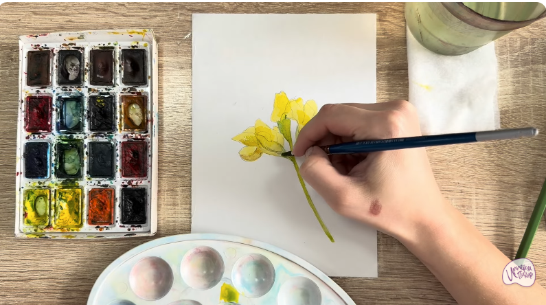 Рисуем Чина луговая