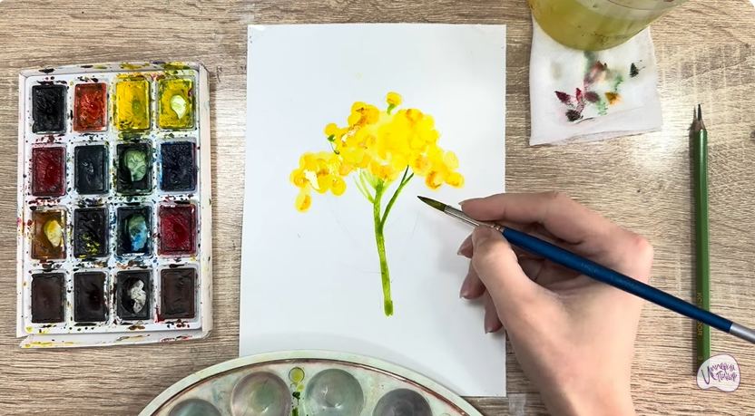 Рисуем Пижма