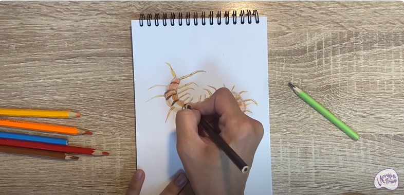 Рисуем Сороконожка