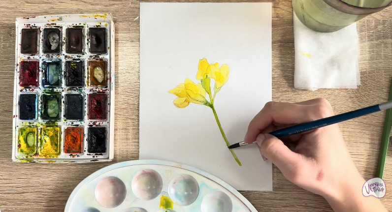 Рисуем Чина луговая