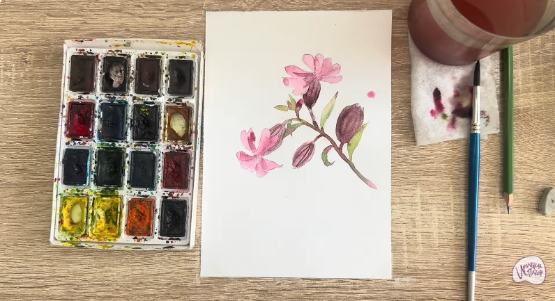 Рисуем Розовая смолёвка