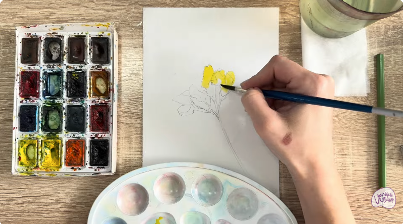 Рисуем Чина луговая