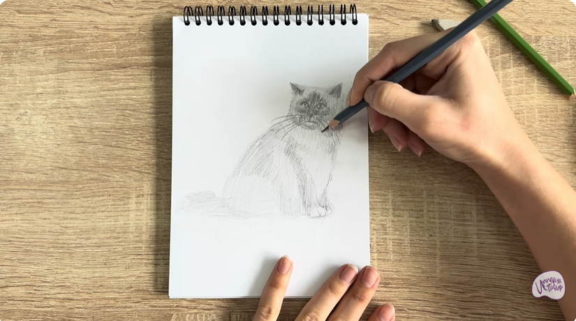 Рисуем Кошка породы Рэгдолл