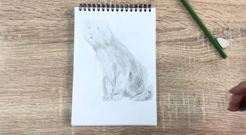 Рисуем Американский кёрл Рисуем Американский кёрл