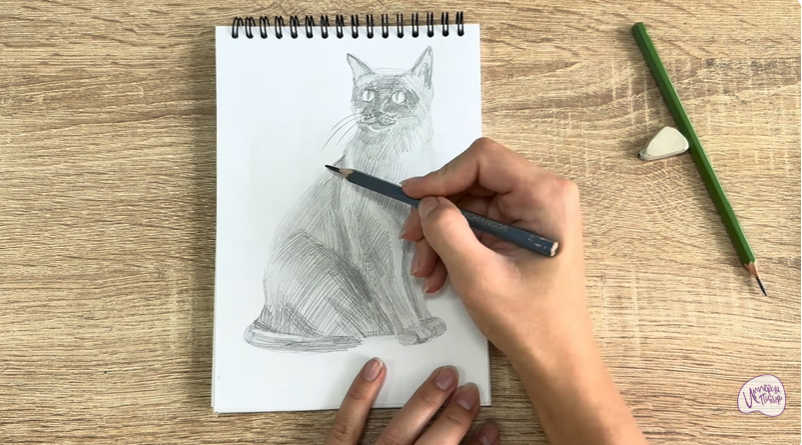 Рисуем Бурманский кот Рисуем Бурманский кот