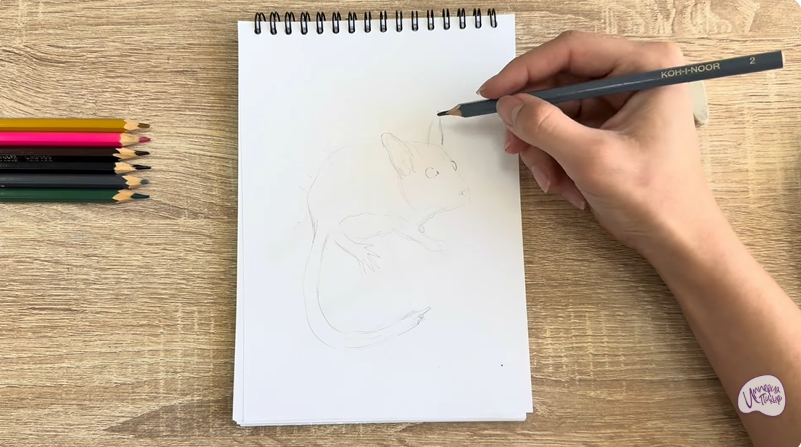 Рисуем Садовая соня
