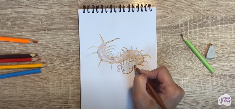 Рисуем Сороконожка