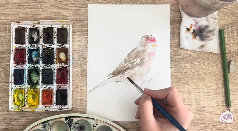 Рисуем Обыкновенная чечётка