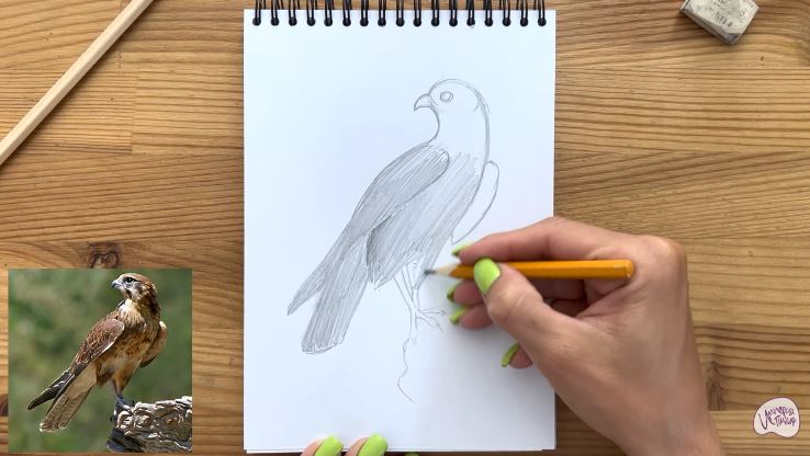 Рисуем Сокол