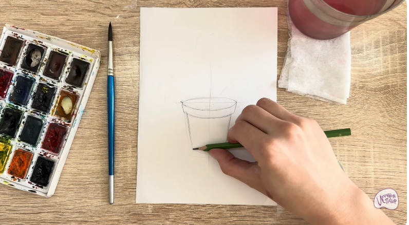 Рисуем Криптомерия японская