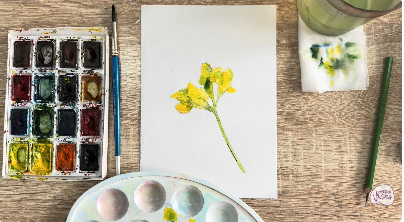 Рисуем Чина луговая