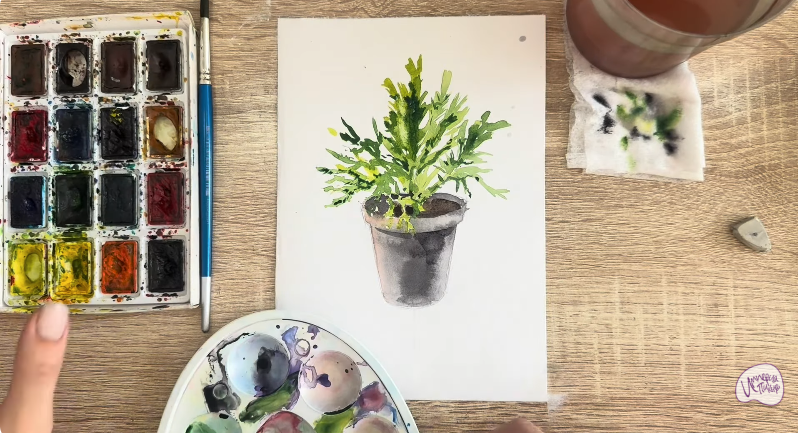 Рисуем Криптомерия японская