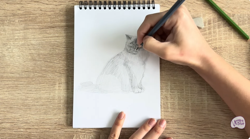 Рисуем Кошка породы Рэгдолл