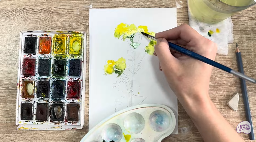 Рисуем Манжетка обыкновенная