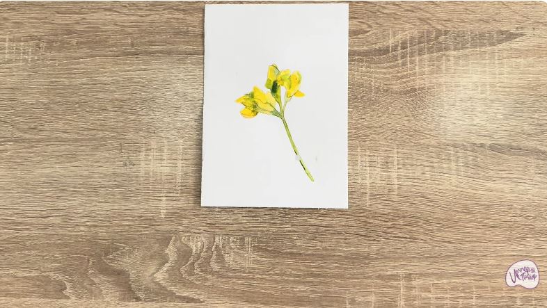 Рисуем Чина луговая