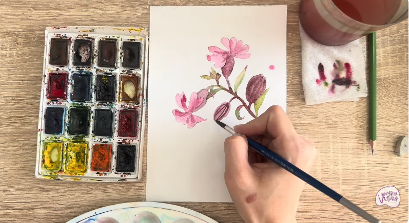 Рисуем Розовая смолёвка