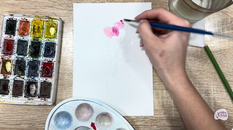 Рисуем Мирикария лисохвостая