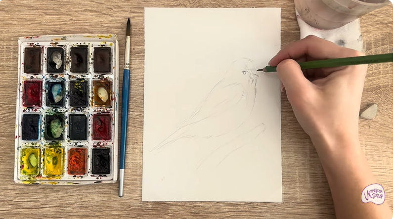 Рисуем Обыкновенная чечётка