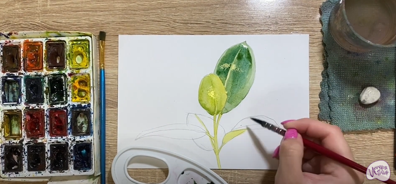 Рисуем Фикус