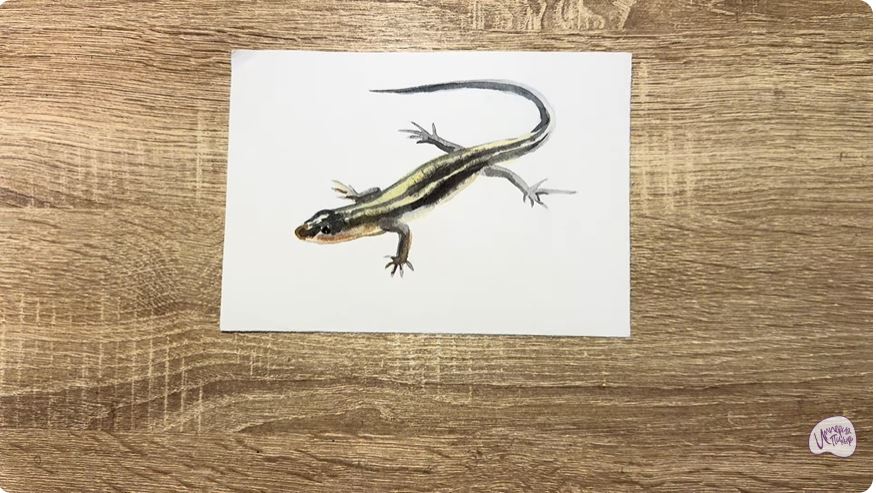 Рисуем Синий хвостовой сцинк Рисуем Синий хвостовой сцинк