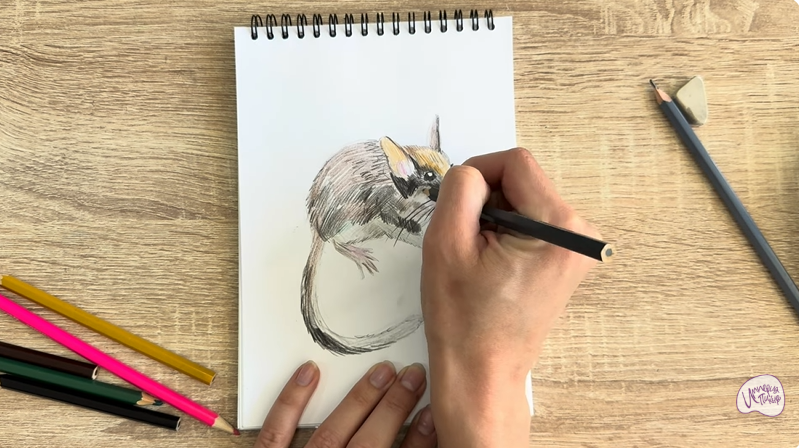 Рисуем Садовая соня