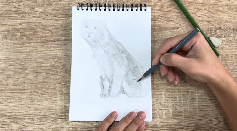 Рисуем Американский кёрл Рисуем Американский кёрл