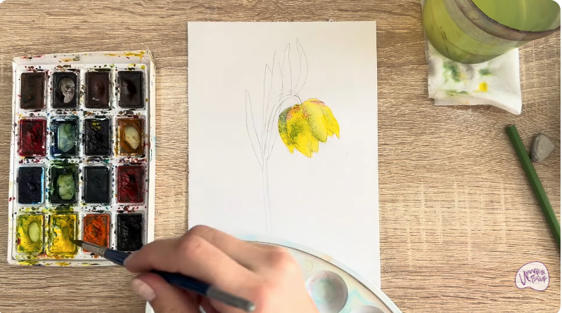 Рисуем Желтый рябчик