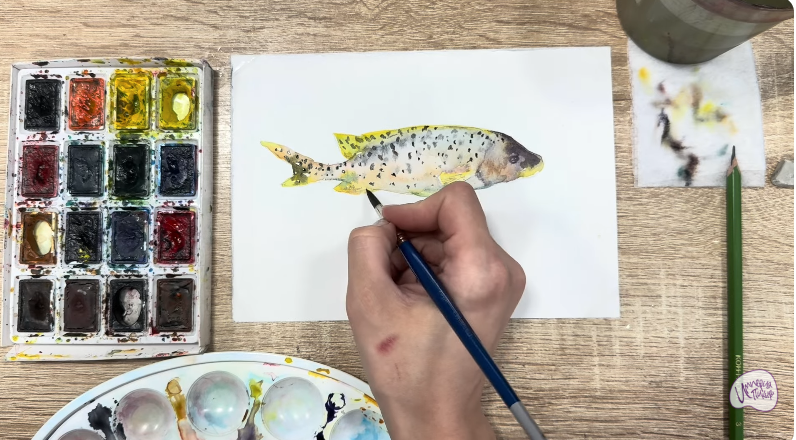 Рисуем Чернокрапчатый ворчун