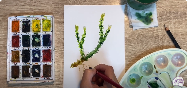 Рисуем Баранец обыкновенный
