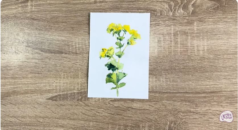 Рисуем Манжетка обыкновенная