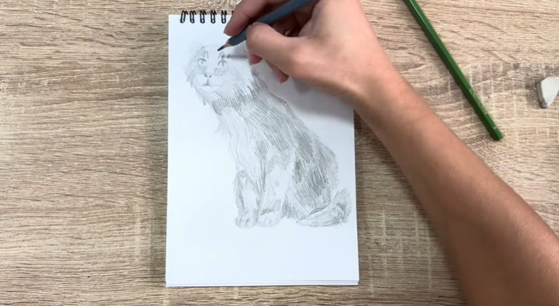 Рисуем Американский кёрл Рисуем Американский кёрл