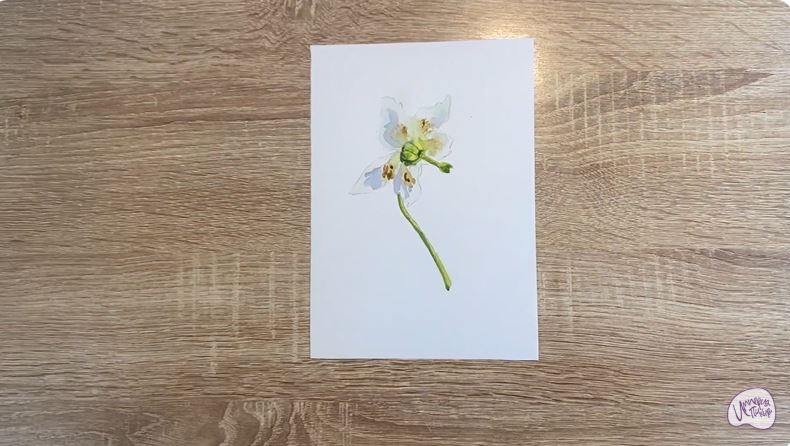 Рисуем Одноцветка