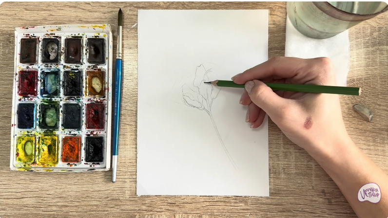 Рисуем Чина луговая