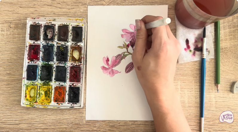 Рисуем Розовая смолёвка