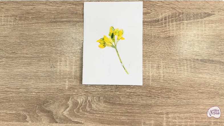 Рисуем Чина луговая